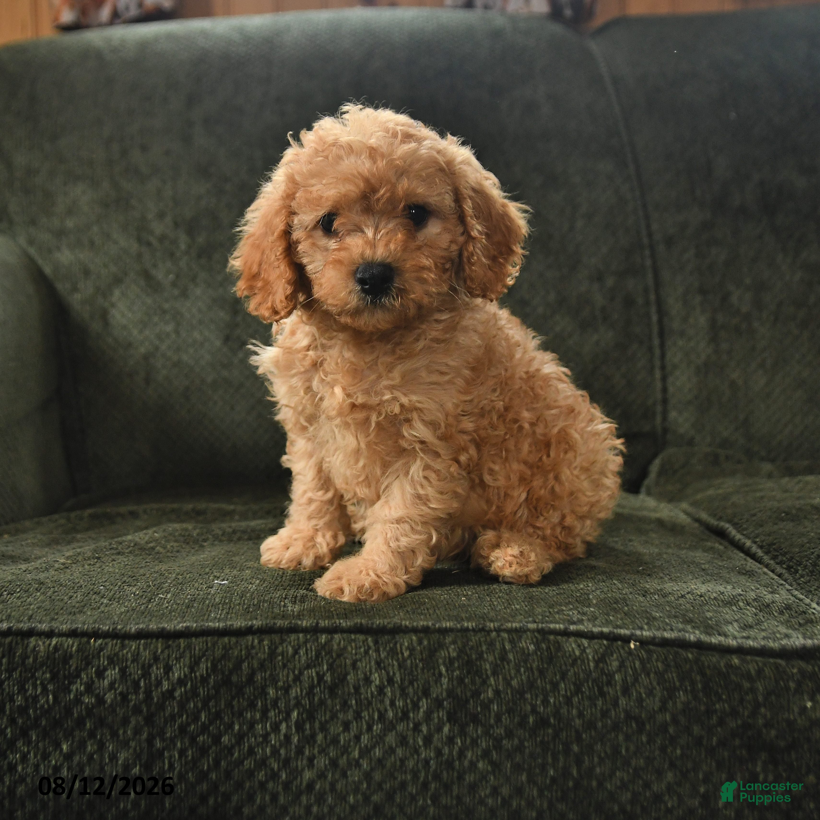 Cavapoo dogs Porter - Ad 1