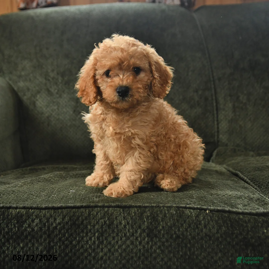 Cavapoo dogs for sale: Porter - Ad 1