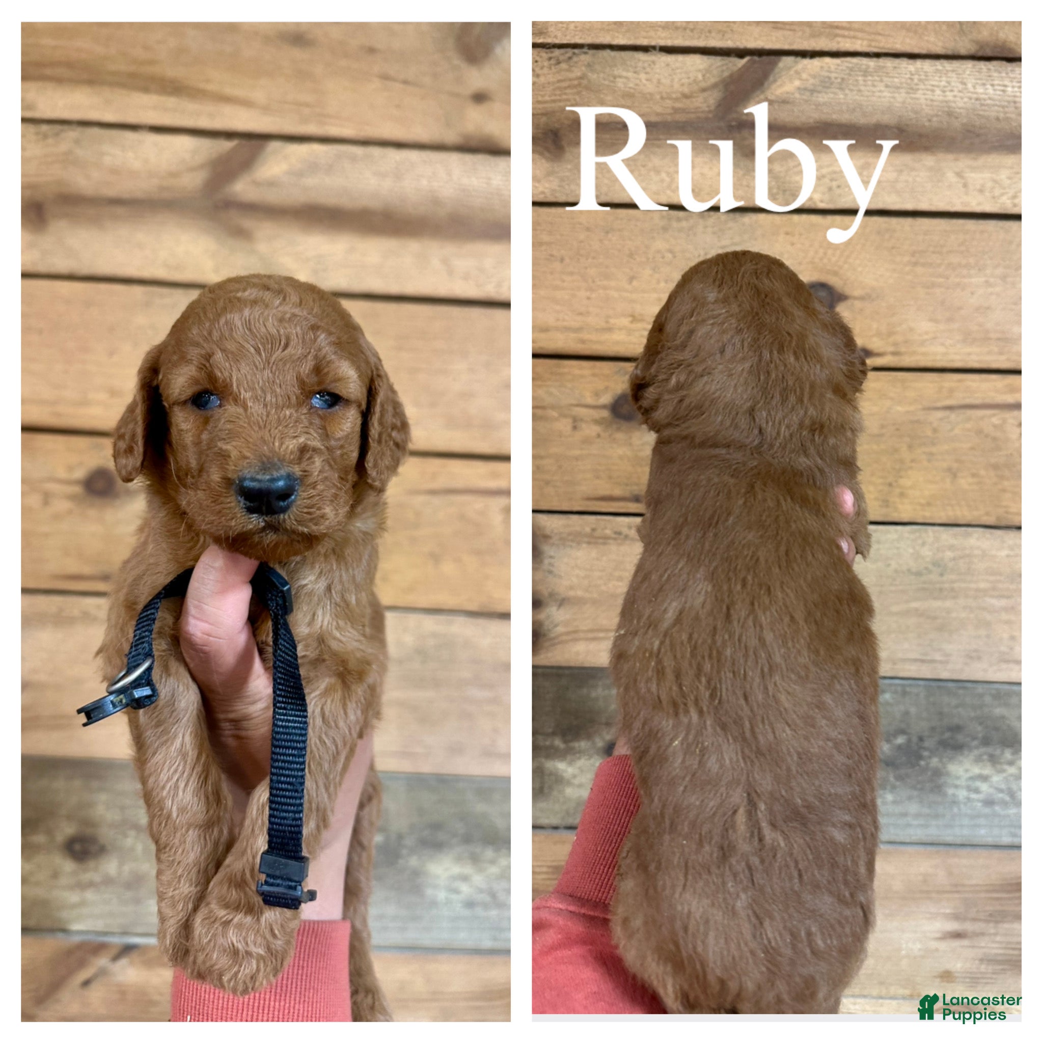 Goldendoodle dogs Ruby - Ad 1