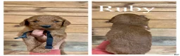 Goldendoodle dogs for sale: Ruby - Ad 1