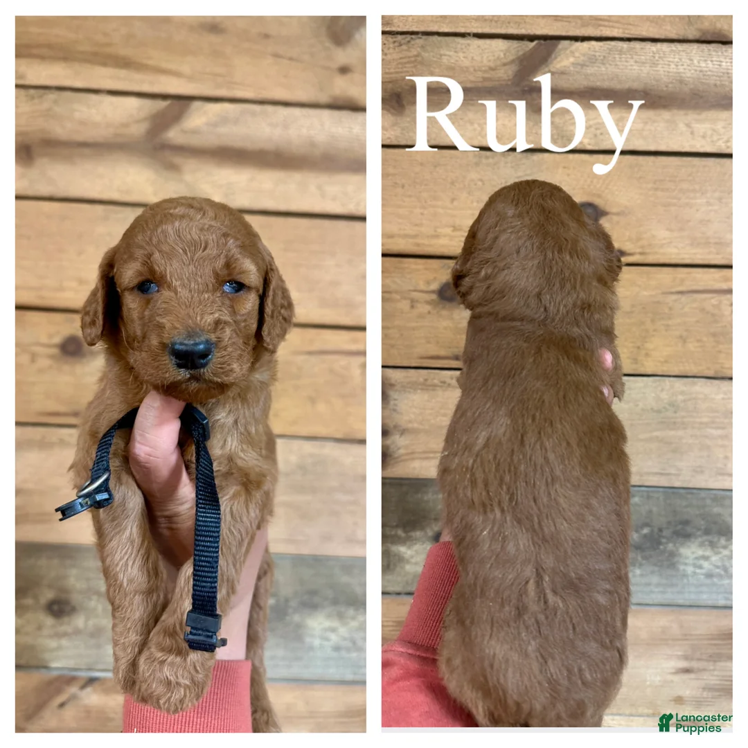 Goldendoodle dogs for sale: Ruby - Ad 1