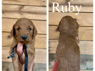 Goldendoodle dogs for sale: Ruby - Ad 4
