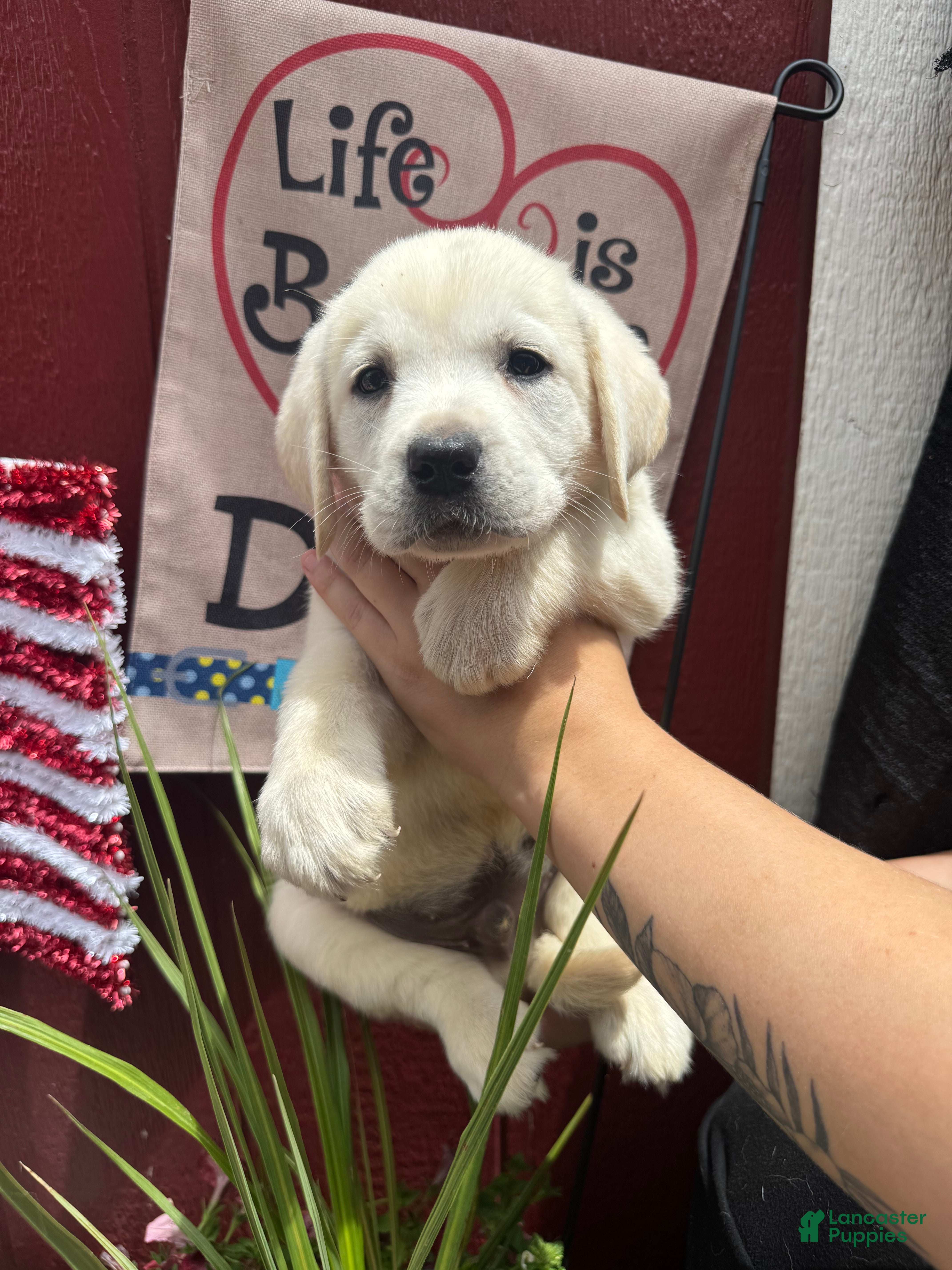 Labrador Retriever dogs for sale: Labrador Retriever Puppy 2 - Ad 3