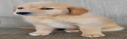 Australian Shepherd dogs for sale: Dollie - Ad 8
