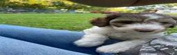 Mini Aussiedoodle dogs for sale: Coffee - Ad 4