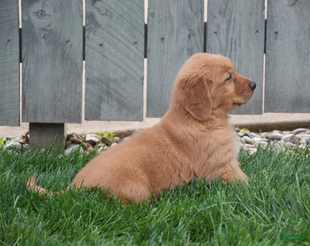 Golden Retriever dogs for sale: Gizmo - Ad 2