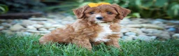 Cavapoo dogs for sale: MAXY - Ad 7