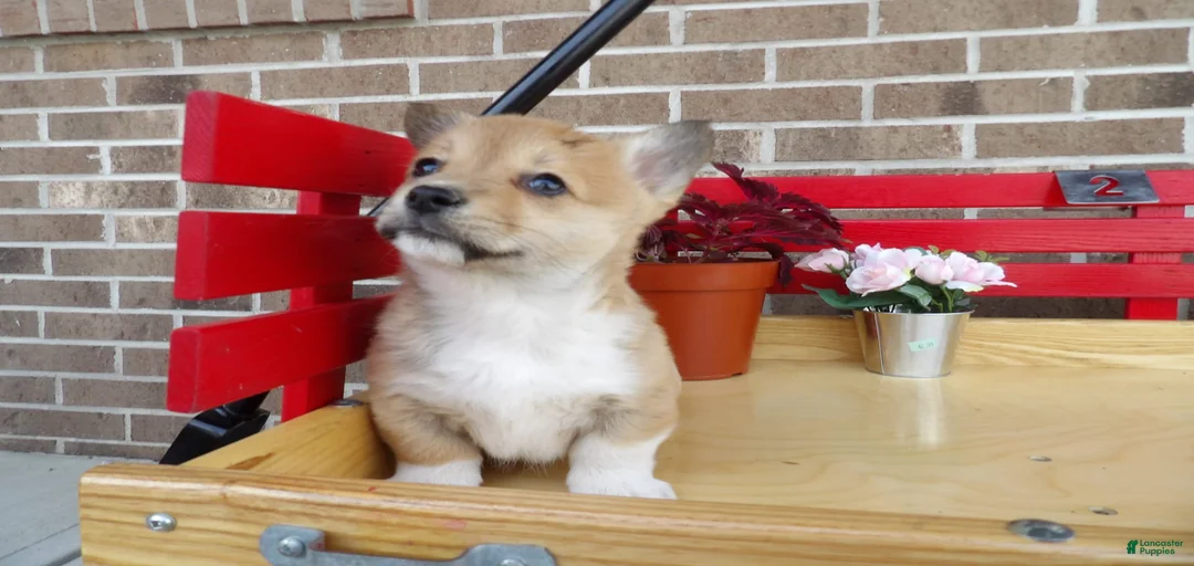 Gallery Image {{count}}