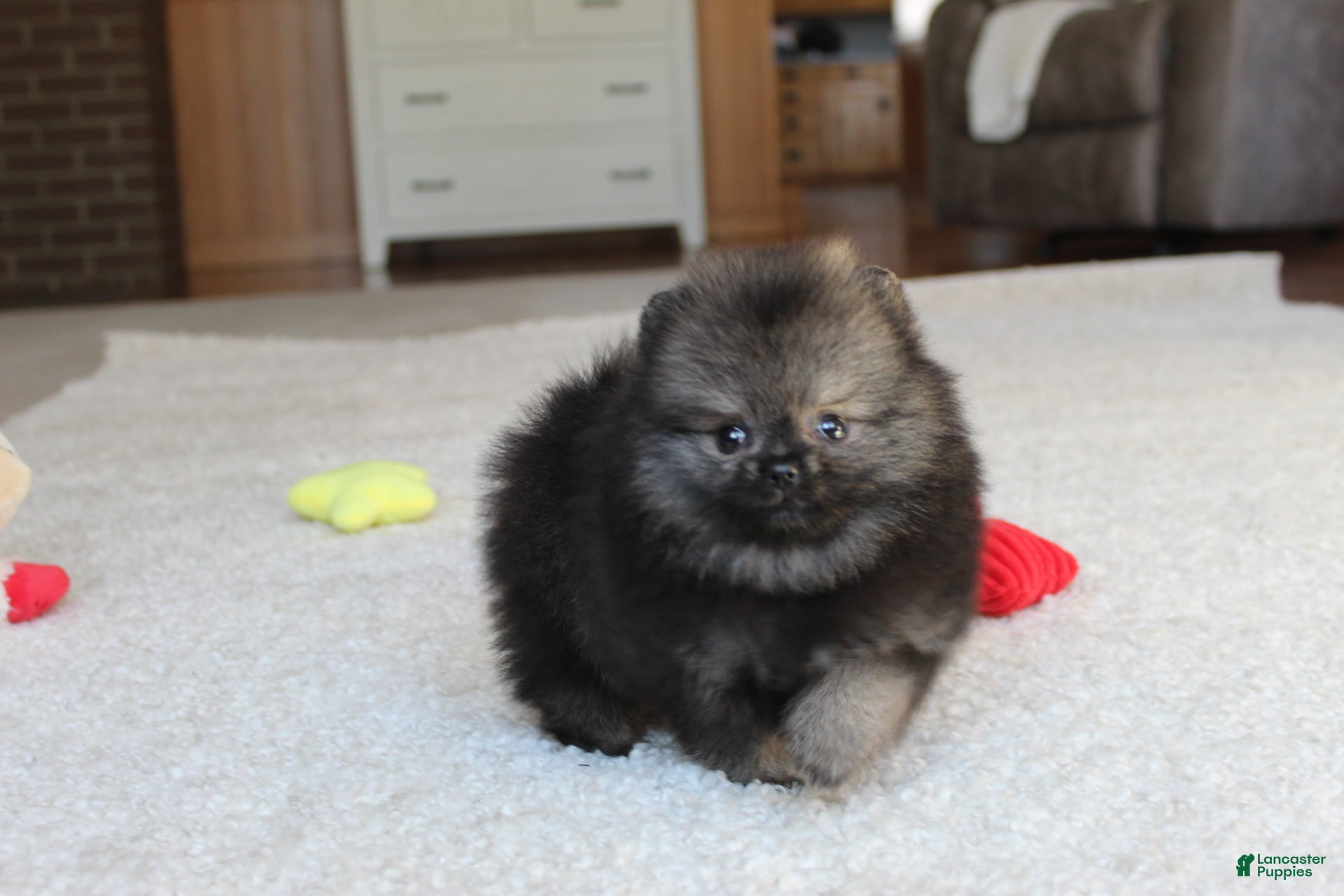 Pomeranian dogs for sale: Tiny Timmy - Ad 2