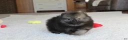 Pomeranian dogs for sale: Tiny Timmy - Ad 2