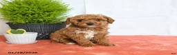 Mini Goldendoodle dogs for sale: Hickory - Ad 3