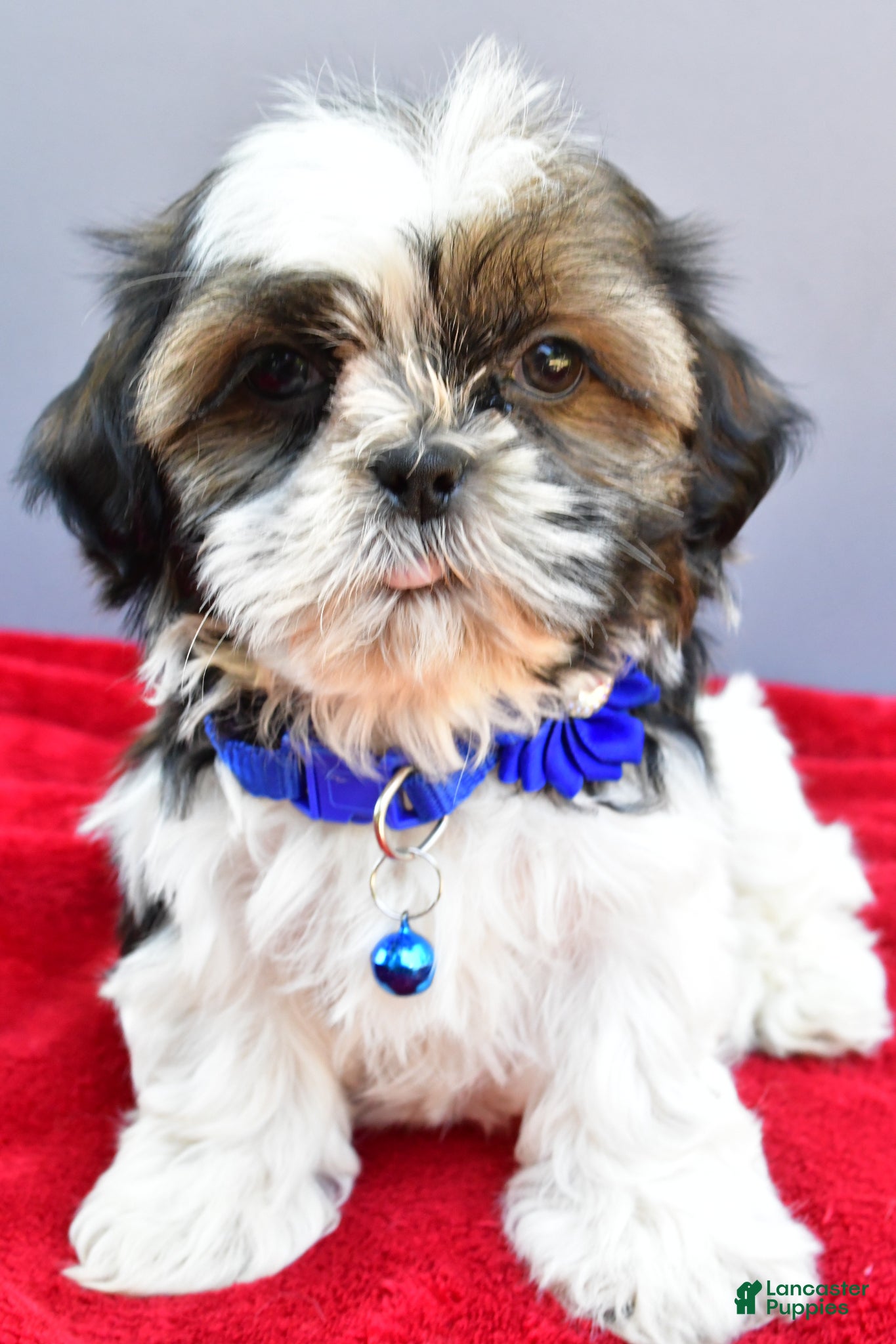 Shih Tzu dogs Sage - Ad 1