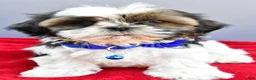 Shih Tzu dogs for sale: Sage - Ad 1