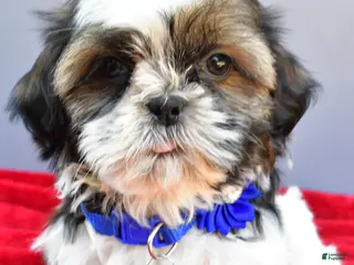 Shih Tzu dogs for sale: Sage - Ad 4