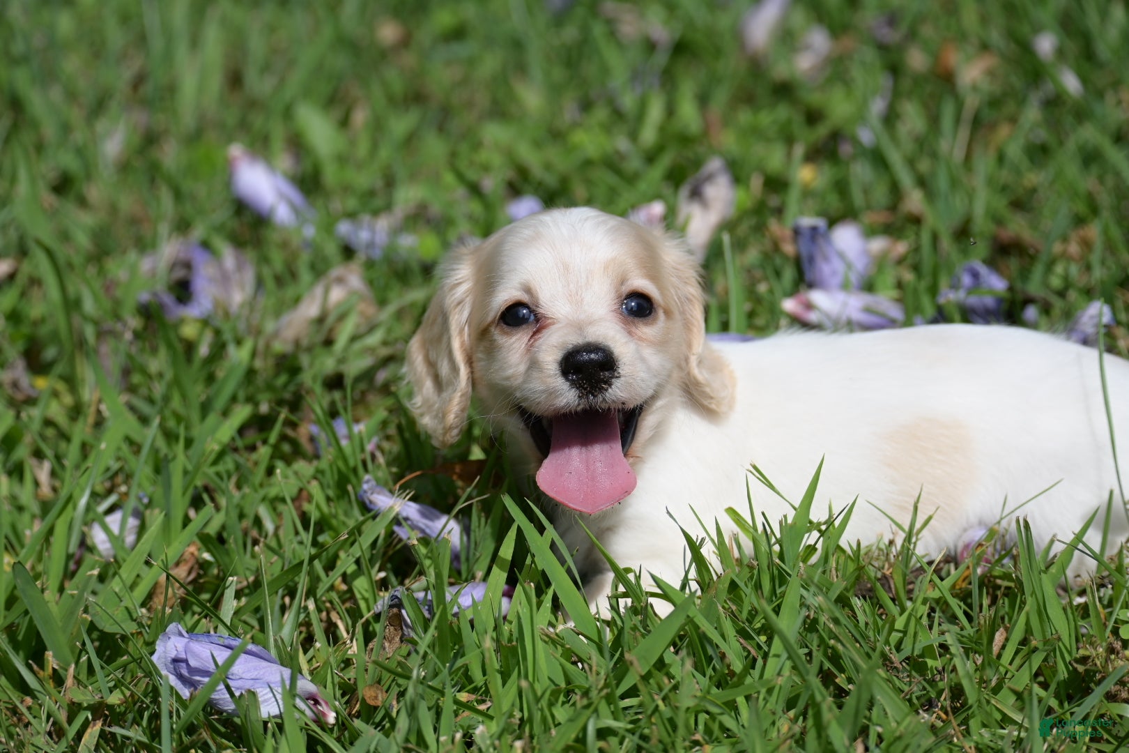 Miniature Dachshund dogs Violet - Ad 1