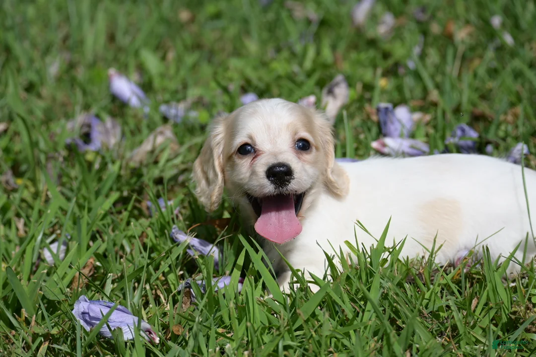 Miniature Dachshund dogs for sale: Violet - Ad 1