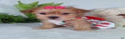 Shorkie dogs for sale: Pumpkin - Ad 5