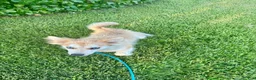 Pomsky dogs for sale: Rocky - Ad 2