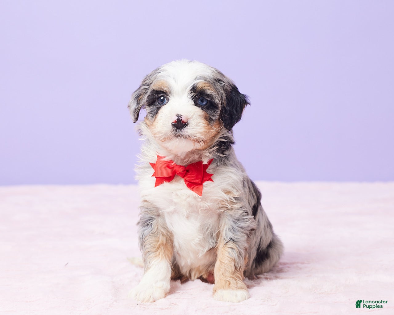 Mini Bernedoodle dogs Rambo - Ad 8