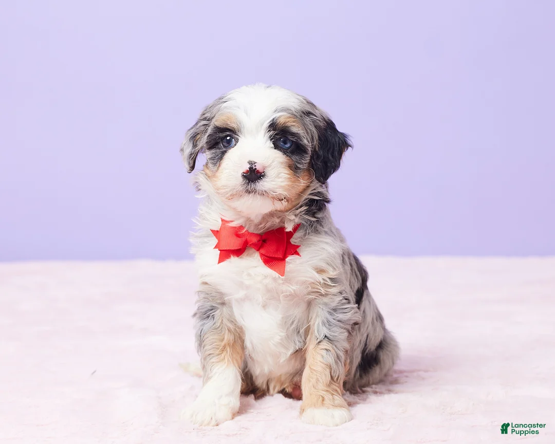 Mini Bernedoodle dogs for sale: Rambo - Ad 1