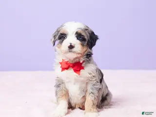 Mini Bernedoodle dogs Rambo - Ad 8