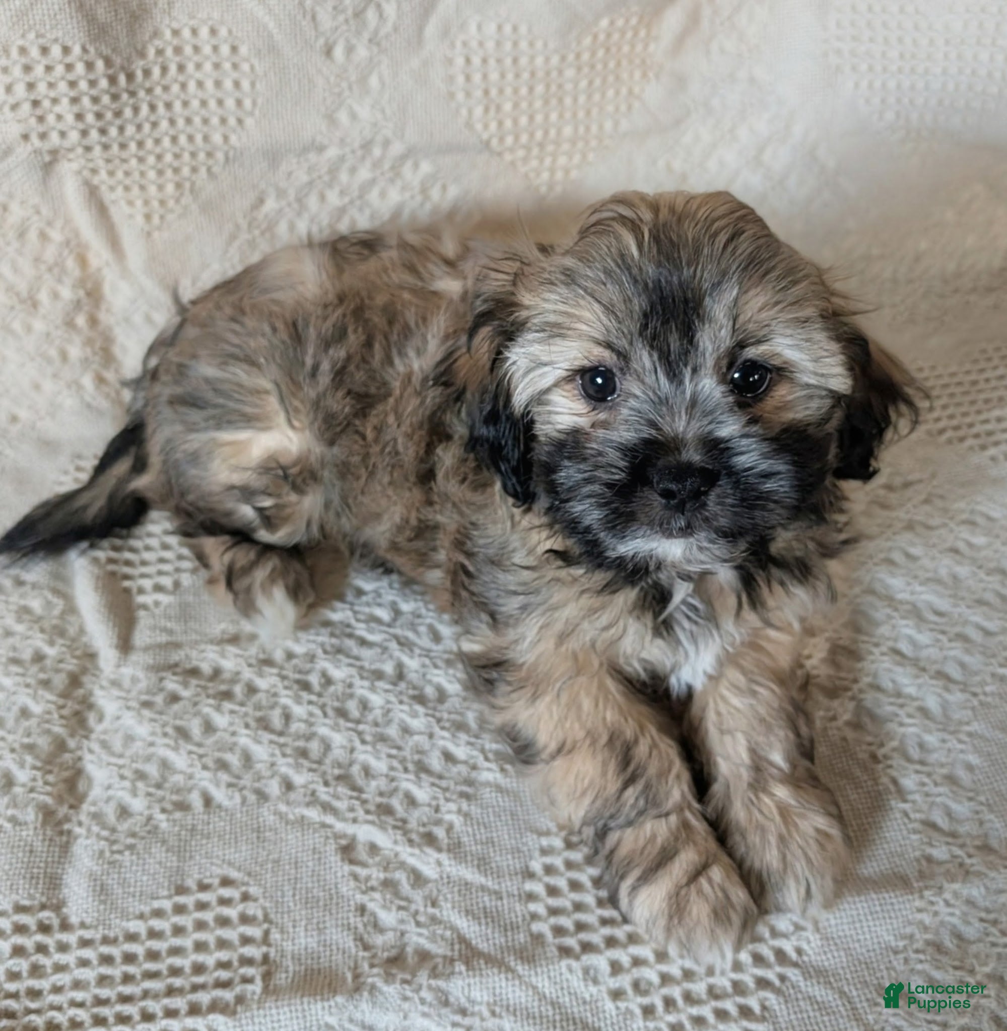 Mixed Breed dogs Willow - Ad 2