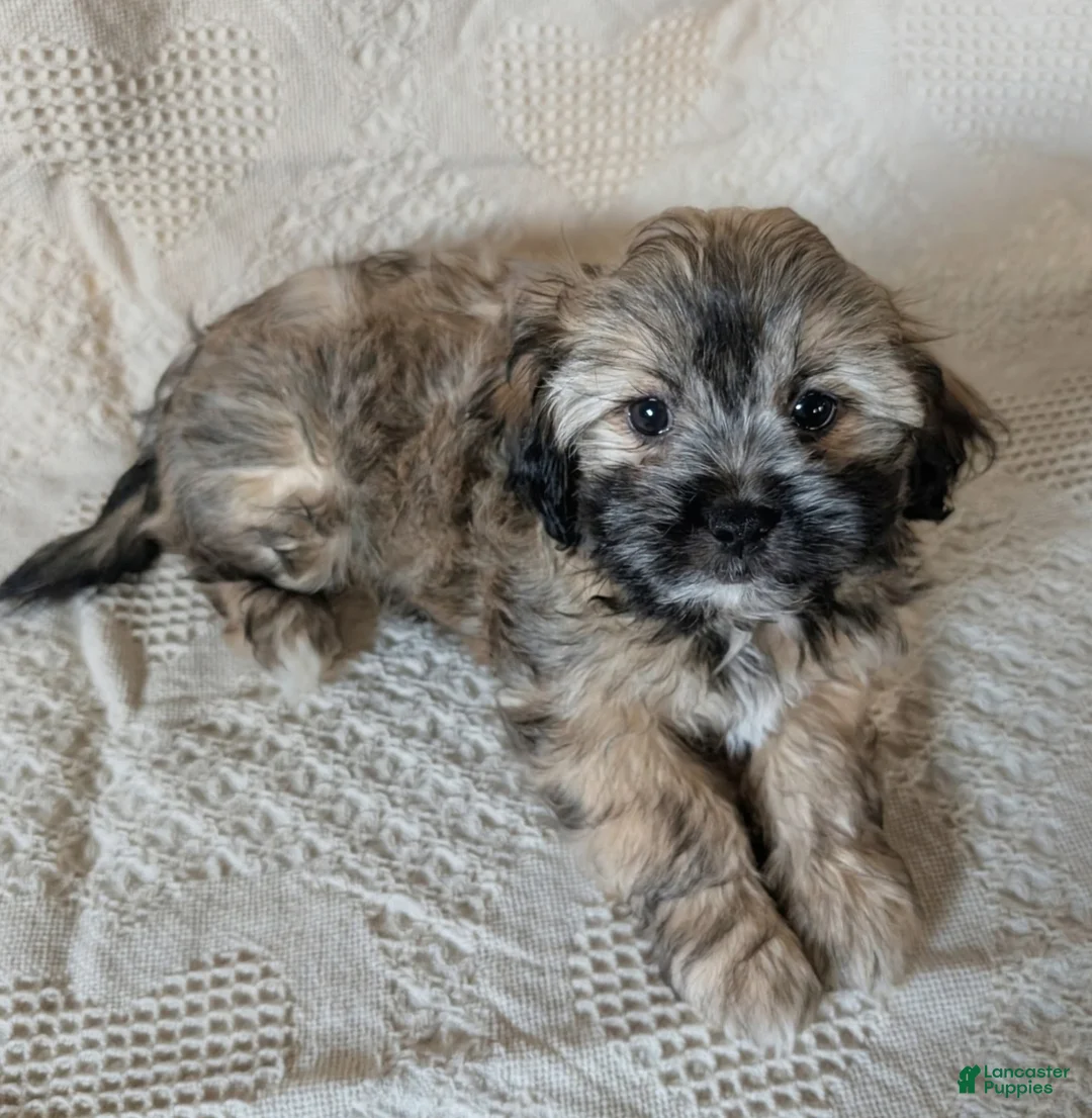 Mixed Breed dogs for sale: Willow - Ad 2