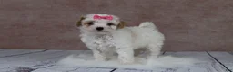 Cavapoo dogs for sale: F1B  Pumpkin - Ad 5