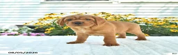 Mini Hippo dogs for sale: Buddy - Ad 2