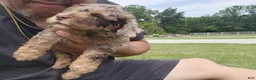 Mini Goldendoodle dogs for sale: Kody - Ad 9
