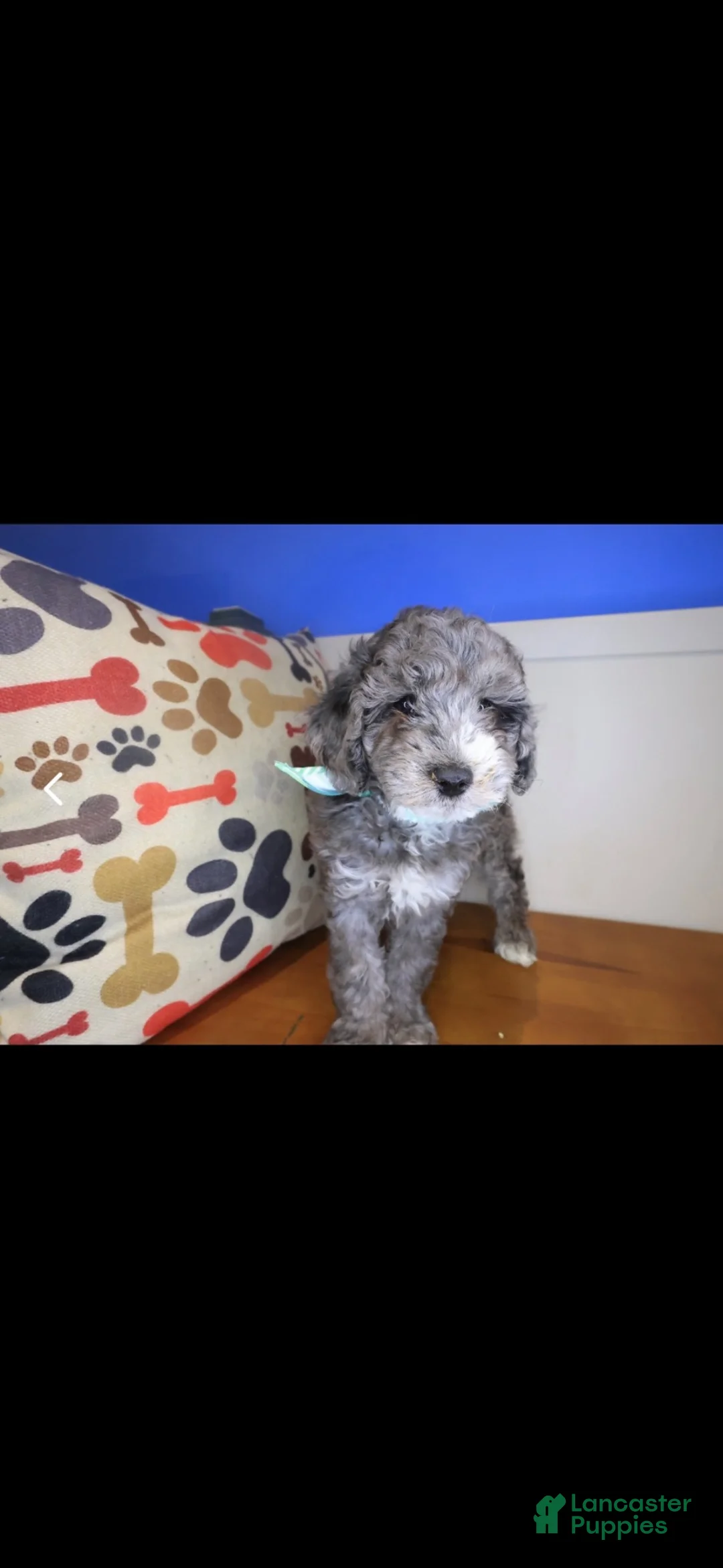 Goldendoodle dogs for sale: Goldendoodle 1 - Ad 2