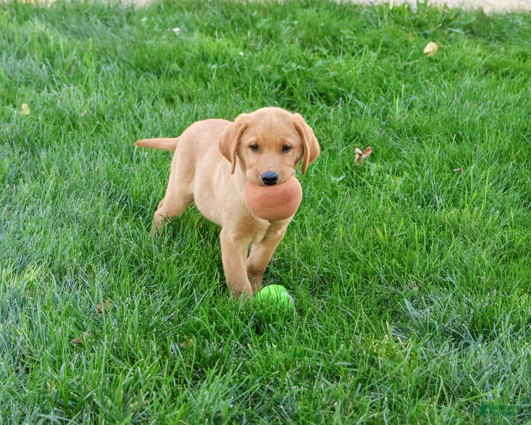 Labrador Retriever dogs for sale: Cooper - Ad 1