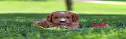 Cavapoo dogs for sale: Milo - Ad 7
