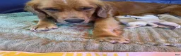 Golden Retriever dogs for sale: Golden Retriever Puppy 6 - Ad 1