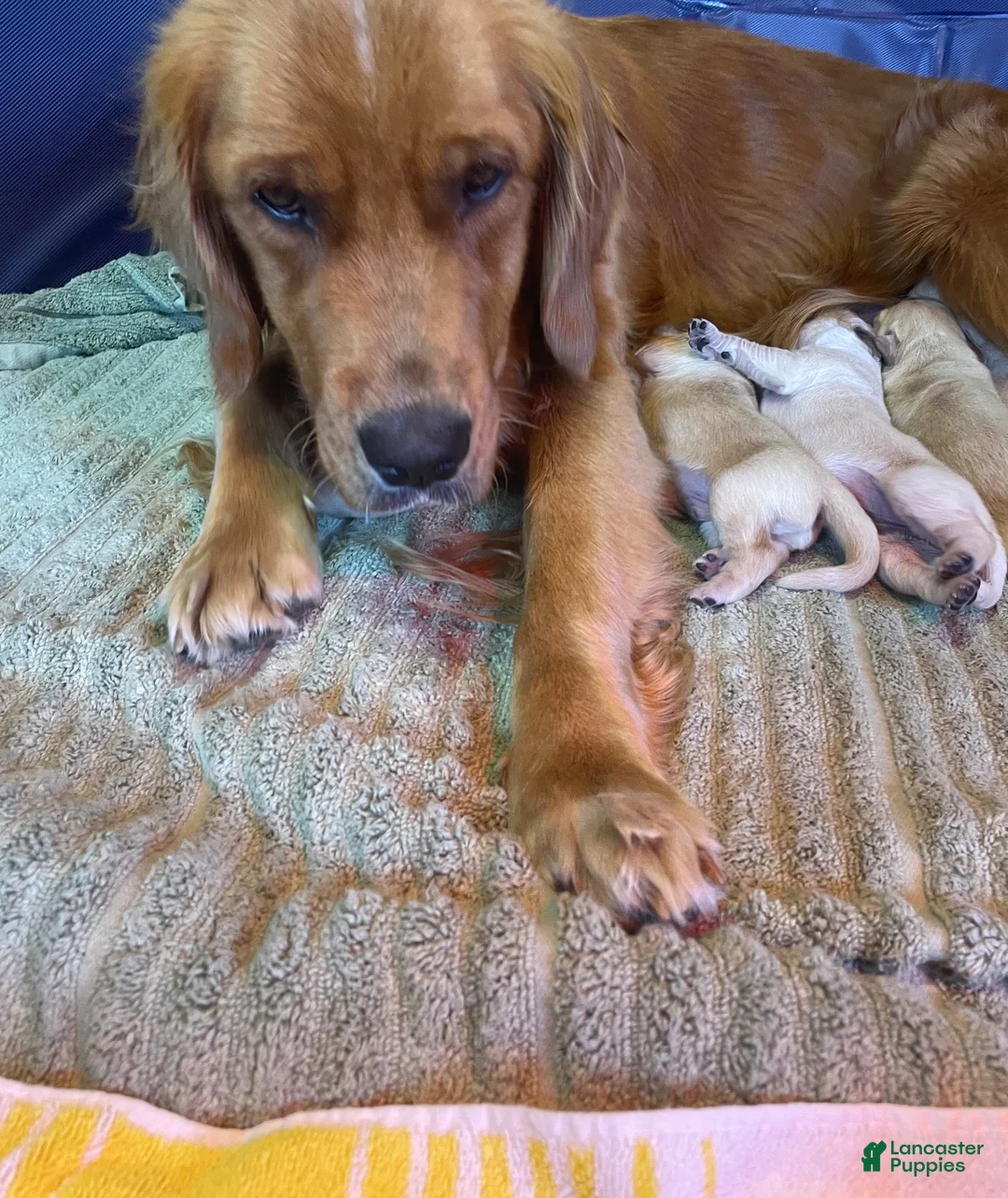 Golden Retriever dogs for sale: Golden Retriever Puppy 6 - Ad 1