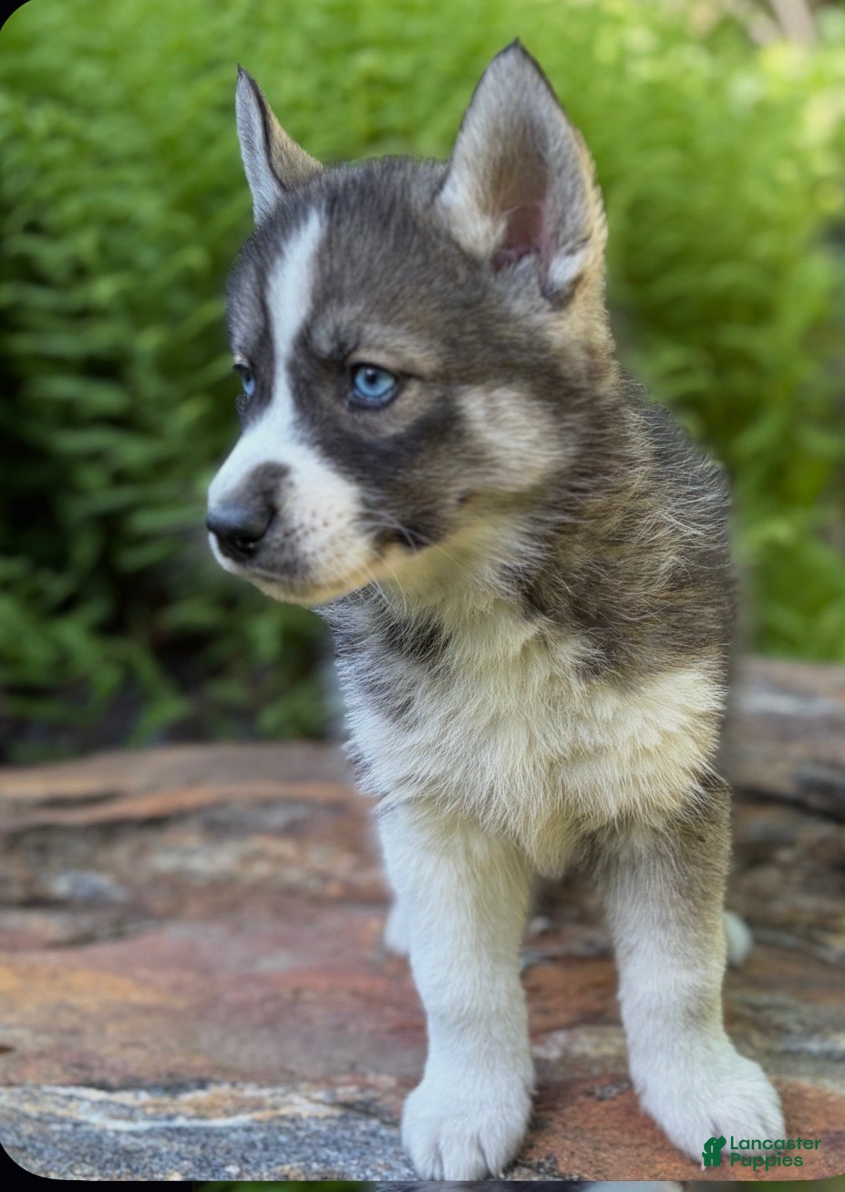 Siberian Husky dogs Siberian Husky 2 - Ad 1