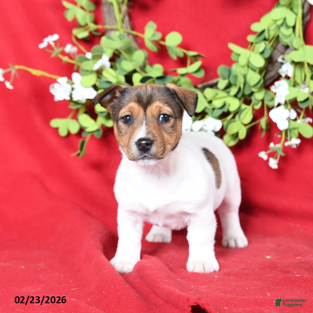 Jack Russell Terrier dogs for sale: Maisie - Ad 2