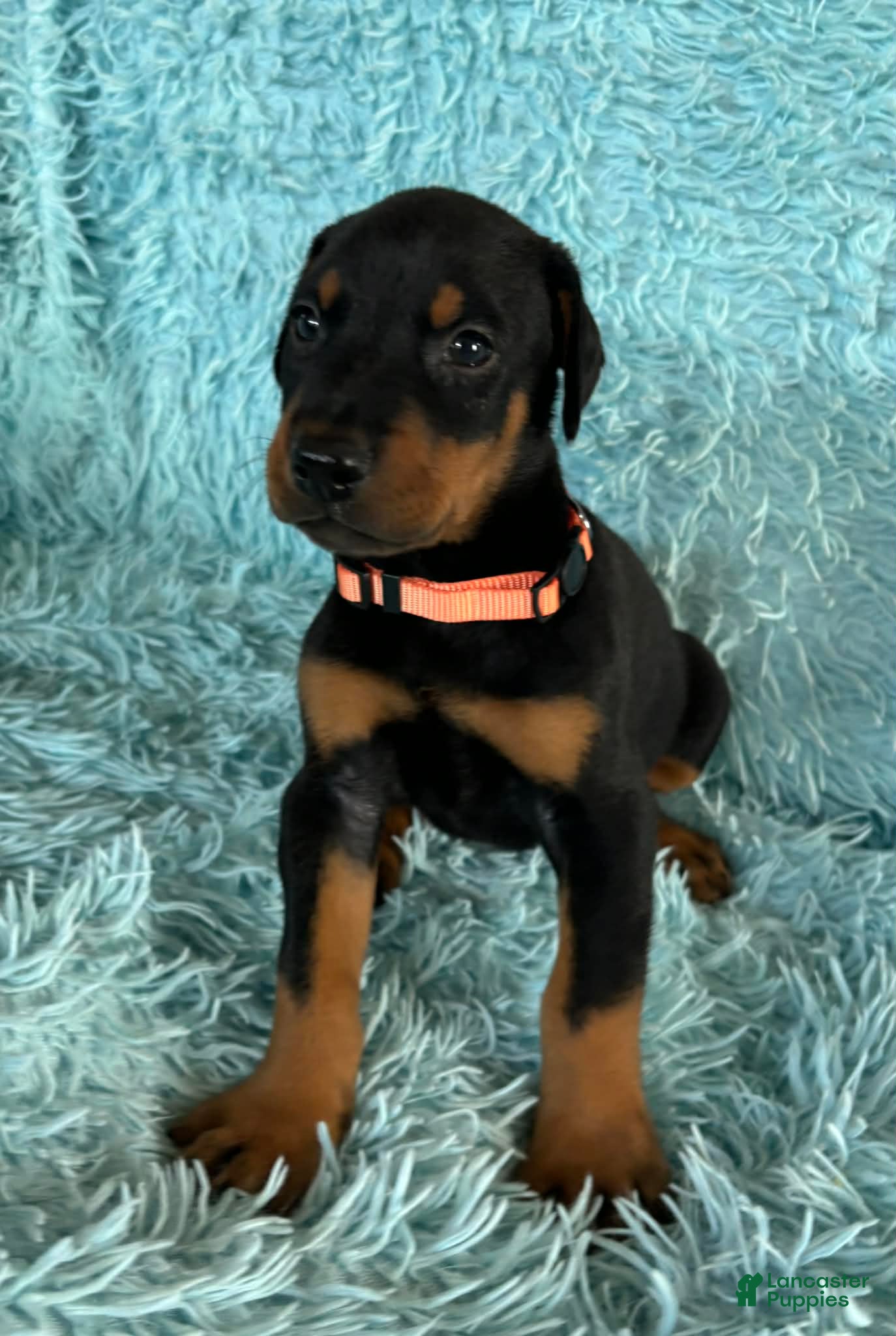 Doberman Pinscher dogs Male 2 with ear crop - Ad 31