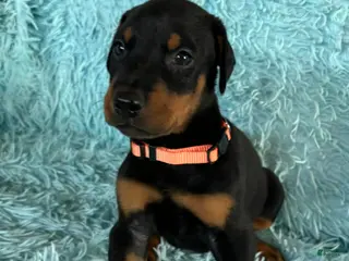 Doberman Pinscher dogs Male 2 with ear crop - Ad 31