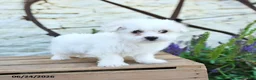 Mixed Breed dogs for sale: Olivia - Ad 2