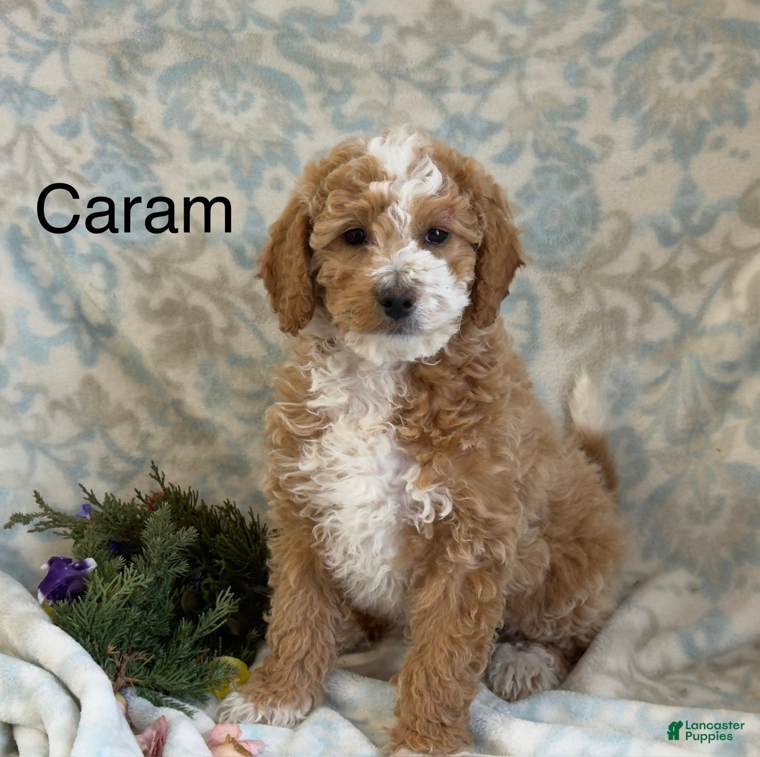 Mini Goldendoodle dogs Caram - Ad 1