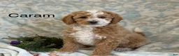 Mini Goldendoodle dogs for sale: Caram - Ad 1