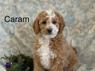 Mini Goldendoodle dogs for sale: Caram - Ad 2