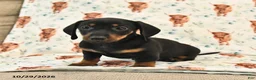 Miniature Dachshund dogs for sale: Twyla - Ad 4