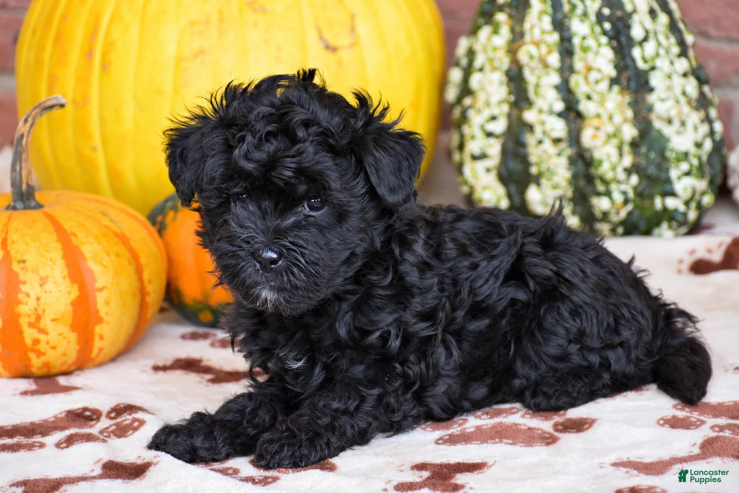 Havapoo dogs for sale: Dylan - Ad 4