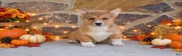 Welsh Corgi Pembroke dogs for sale: Sasha - Ad 2