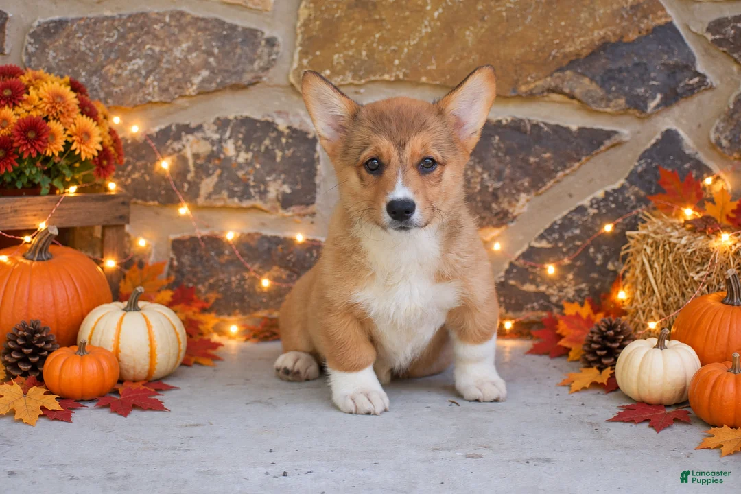 Welsh Corgi Pembroke dogs for sale: Sasha - Ad 2