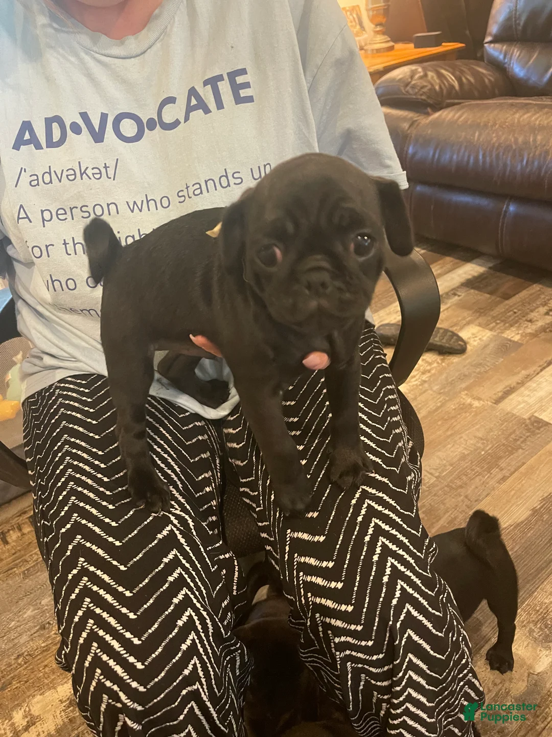 Pug dogs for sale: Pug 4 - Ad 2