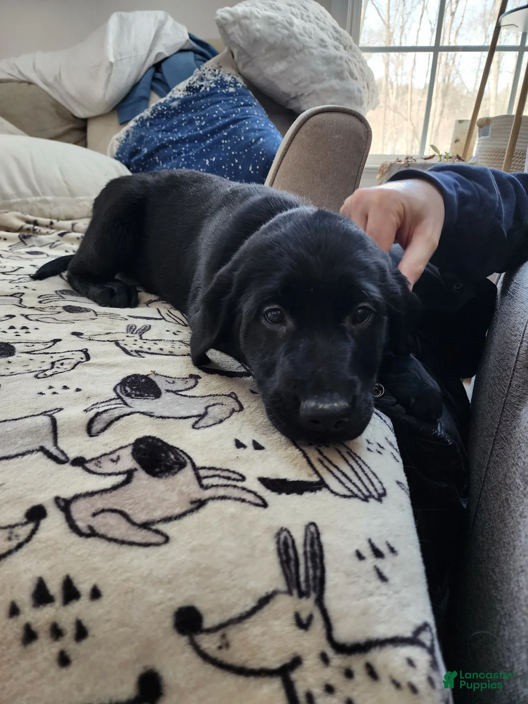 Goldador dogs for sale: Goldador Puppy 2 - Ad 1
