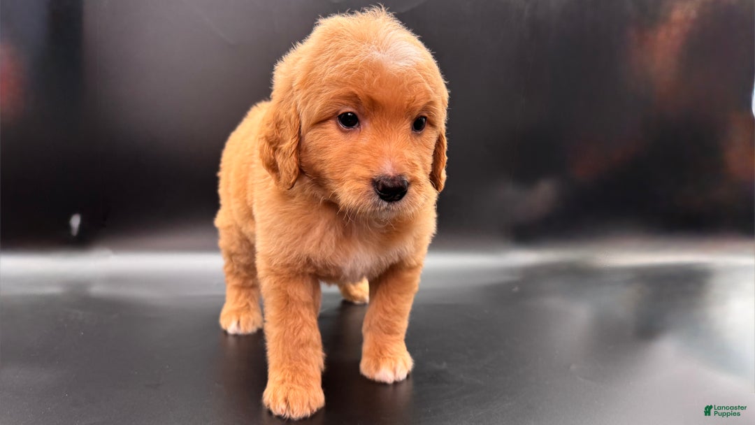 Mini Goldendoodle dogs for sale: Tank F One - Ad 1